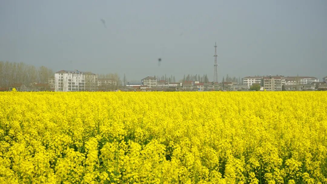 农文旅融合点亮乡村春日活力 | 高石碑镇“春暖花开·撒欢田野”油菜花风筝趣玩会圆满落幕！