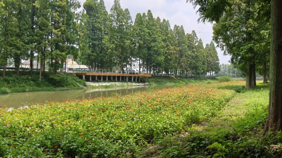 高石碑镇：满城芳华铺锦绣 绿美乡村入画来