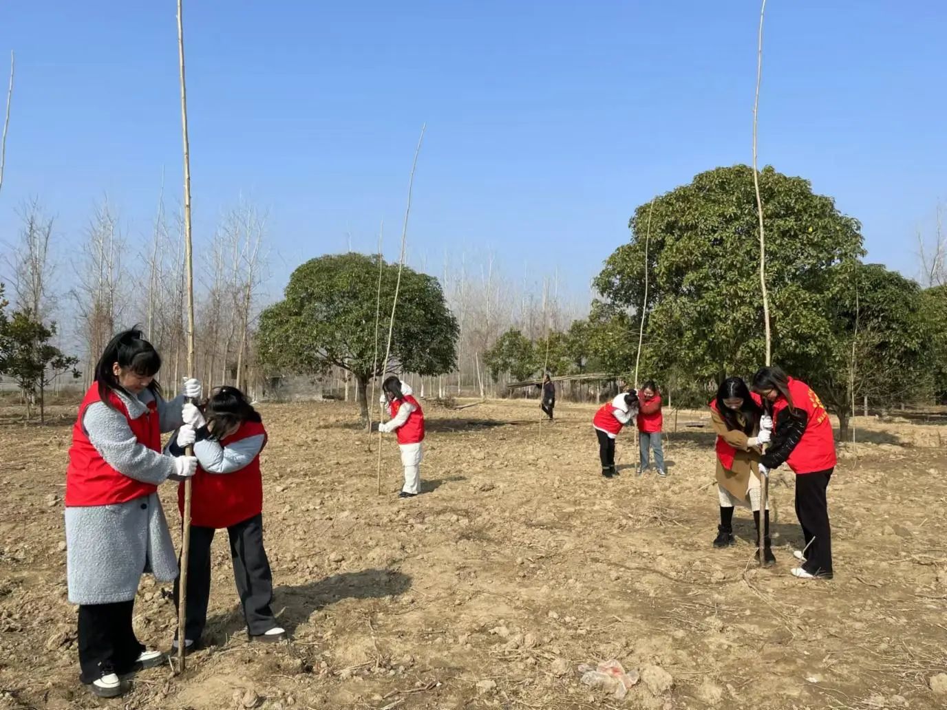 春风送新绿 植树正当时