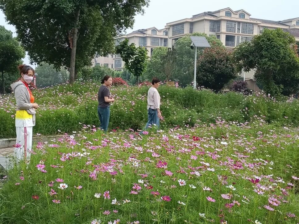 老新镇：一块闲置地变身花海，群众议事议出满城芳华