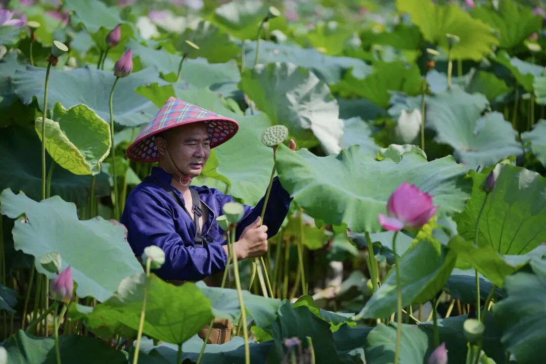 绿了荷塘 红了瓜瓤 鼓了腰包丨王场镇绘就“三农”发展新图景