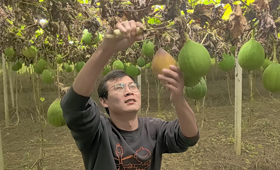 熊口管理区：瓜蒌结出