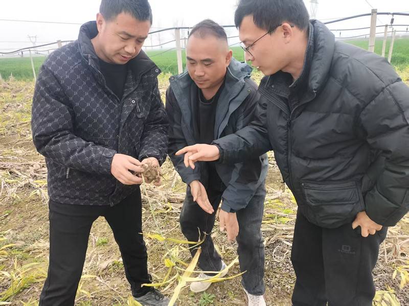 熊口管理区：推广种植新技术 助力群众奔富路