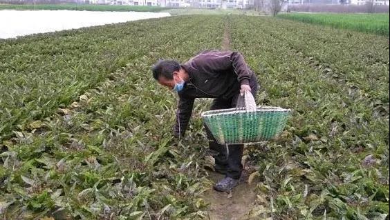 园林办事处疫情防控不忘脱贫攻