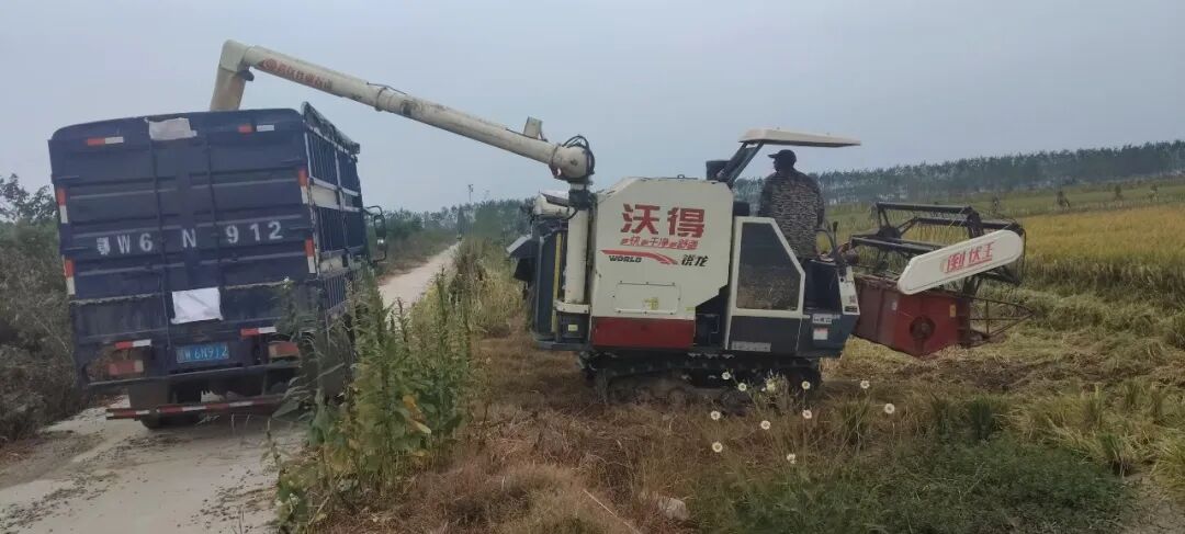90余万亩中稻开镰