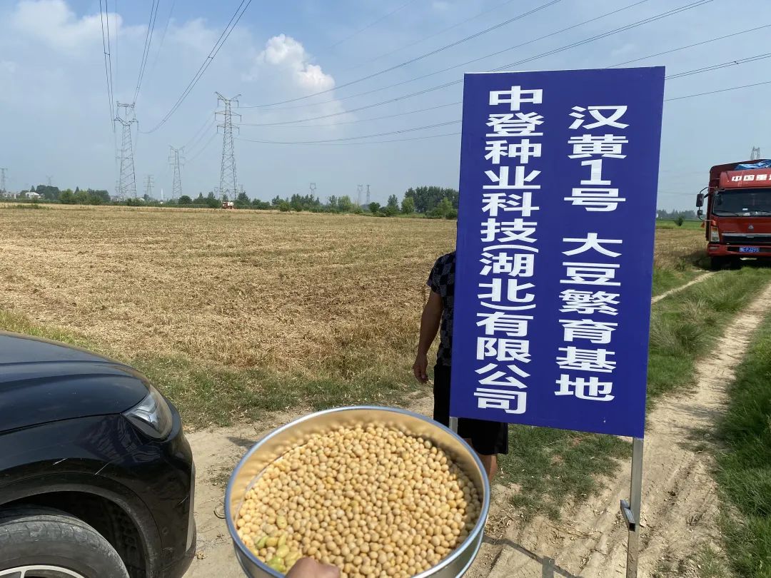 竹根滩镇：歇六月里豆香溢 万亩金豆待丰收