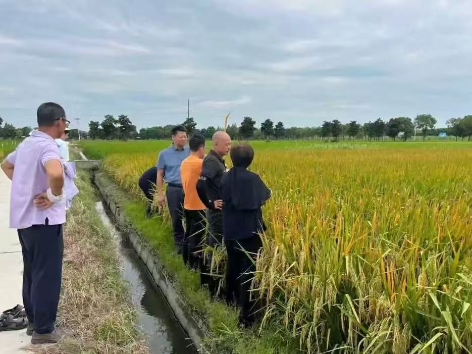 周矶街道：农技送田间  秋粮稳丰产