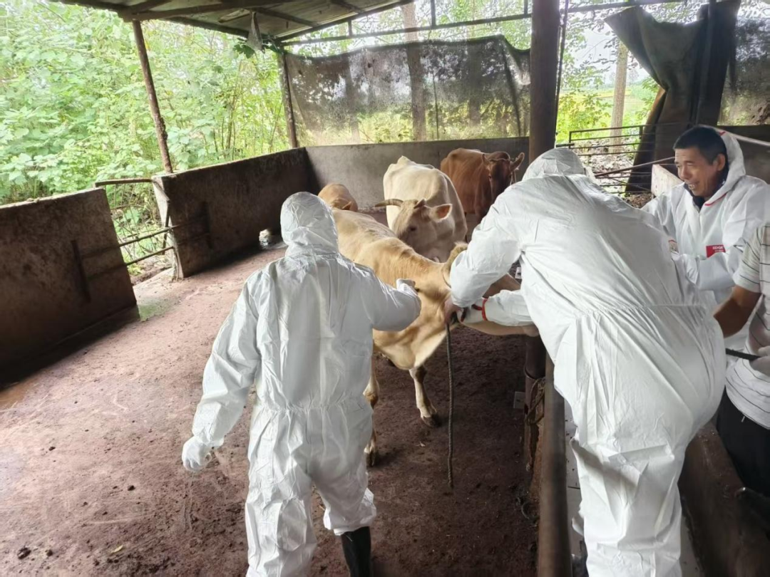 秋季防疫“冲锋号”吹响！潜江市张金镇全力筑牢畜禽防护网